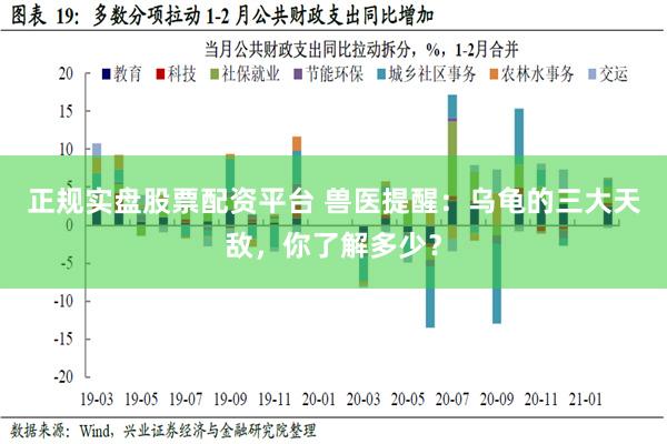 正规实盘股票配资平台 兽医提醒：乌龟的三大天敌，你了解多少？