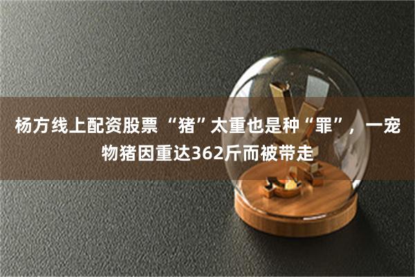 杨方线上配资股票 “猪”太重也是种“罪”，一宠物猪因重达362斤而被带走