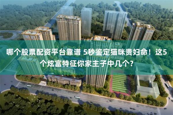 哪个股票配资平台靠谱 5秒鉴定猫咪贵妇命！这5个炫富特征你家主子中几个？